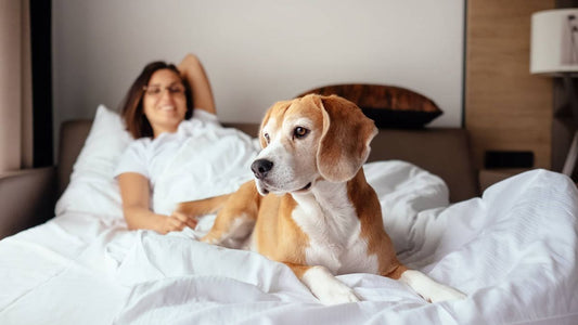 ¿Tu perro duerme en tu cama?