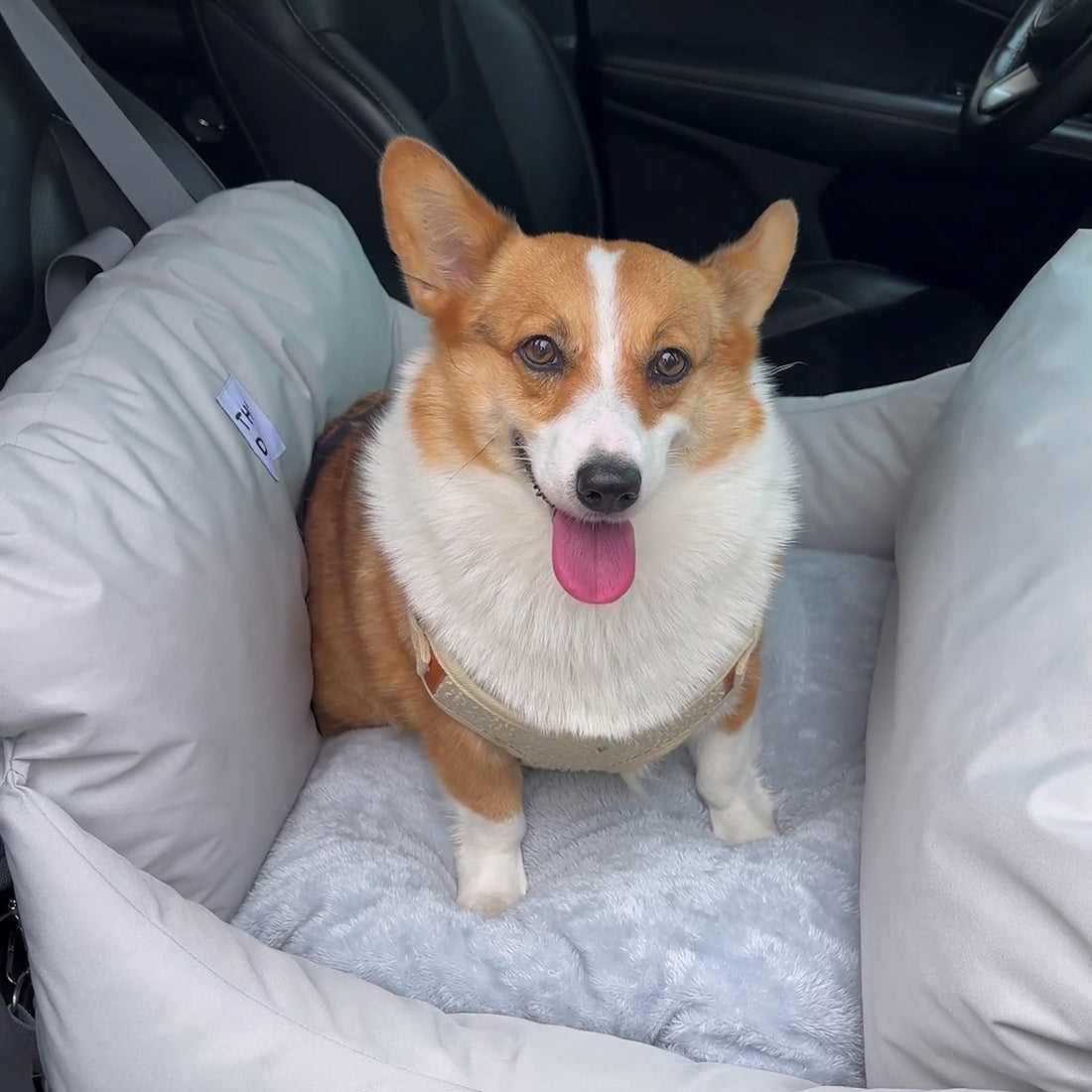 Asiento Primera Clase THE DOGS — Viajes seguros y cómodos