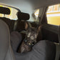 Asiento Primera Clase THE DOGS — Viajes seguros y cómodos
