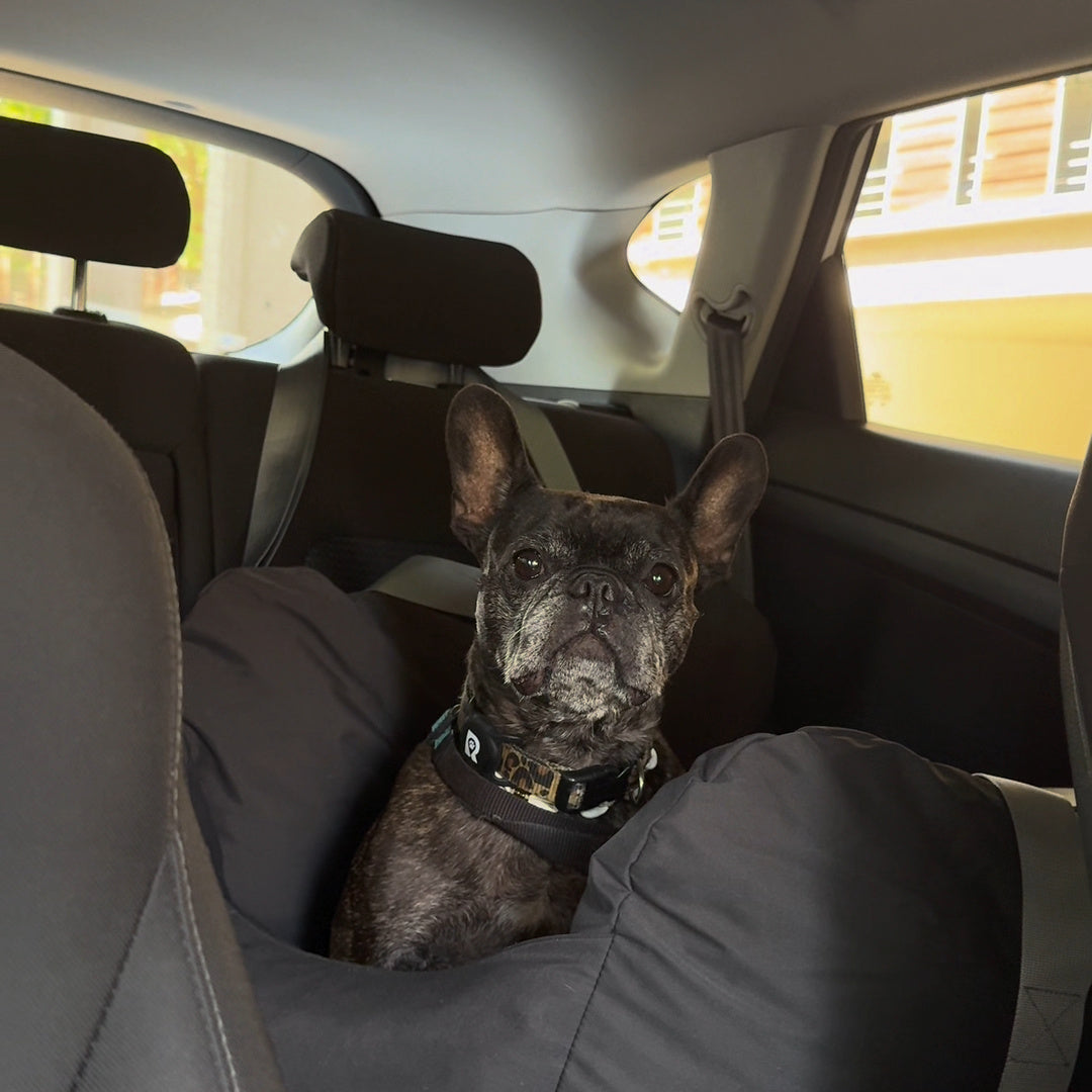 Asiento Primera Clase THE DOGS — Viajes seguros y cómodos