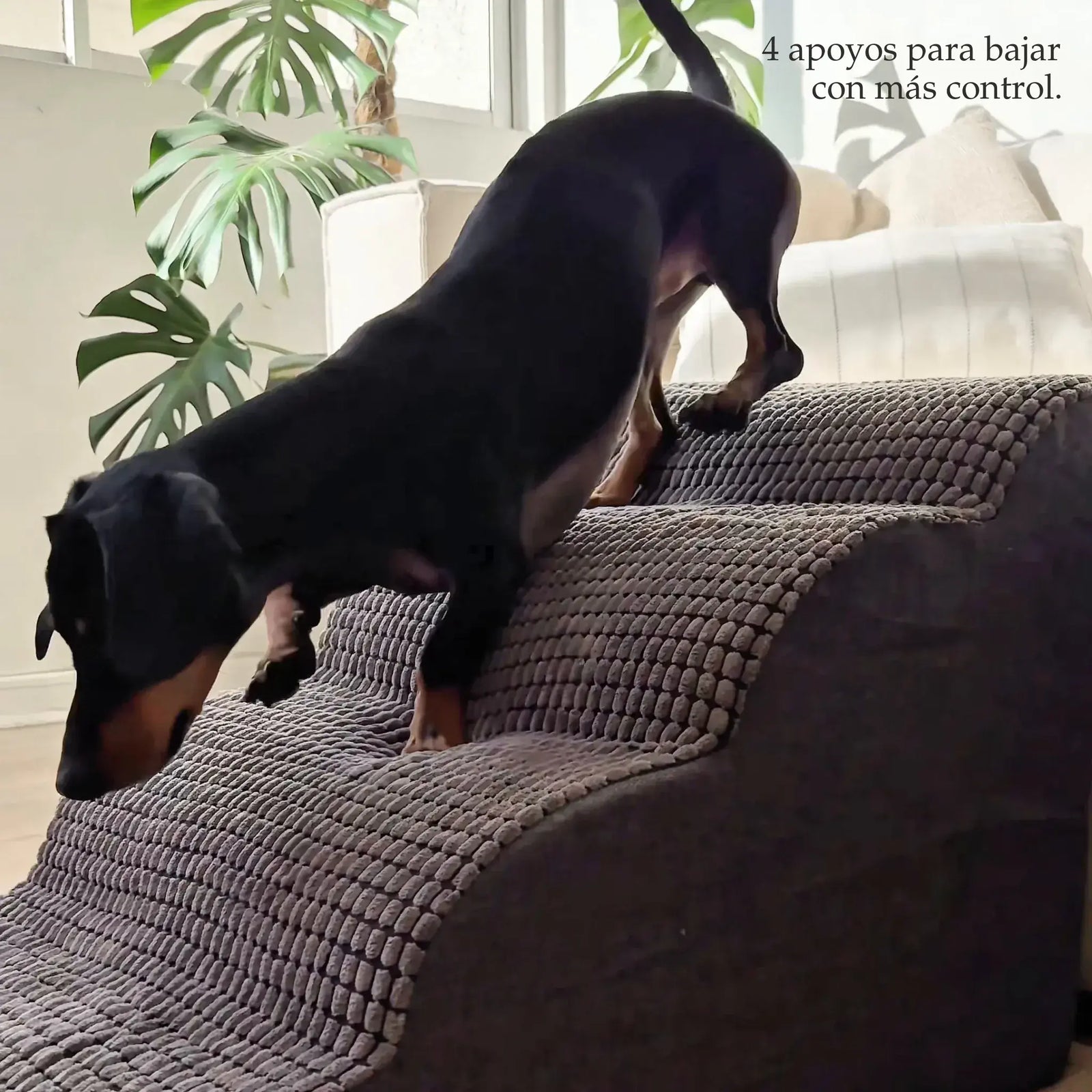 Rampa Pendiente Suave THE DOGS.