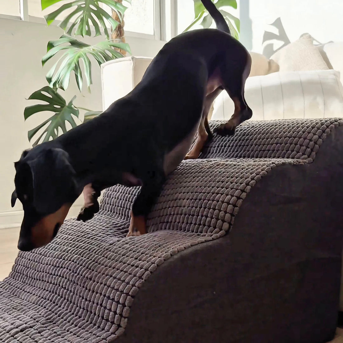 Rampa Pendiente Suave THE DOGS