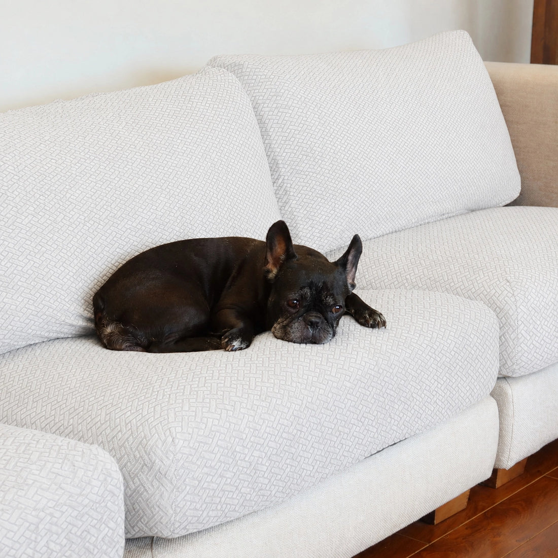 [td-color:blanco] funda cubre sofa familias con mascota