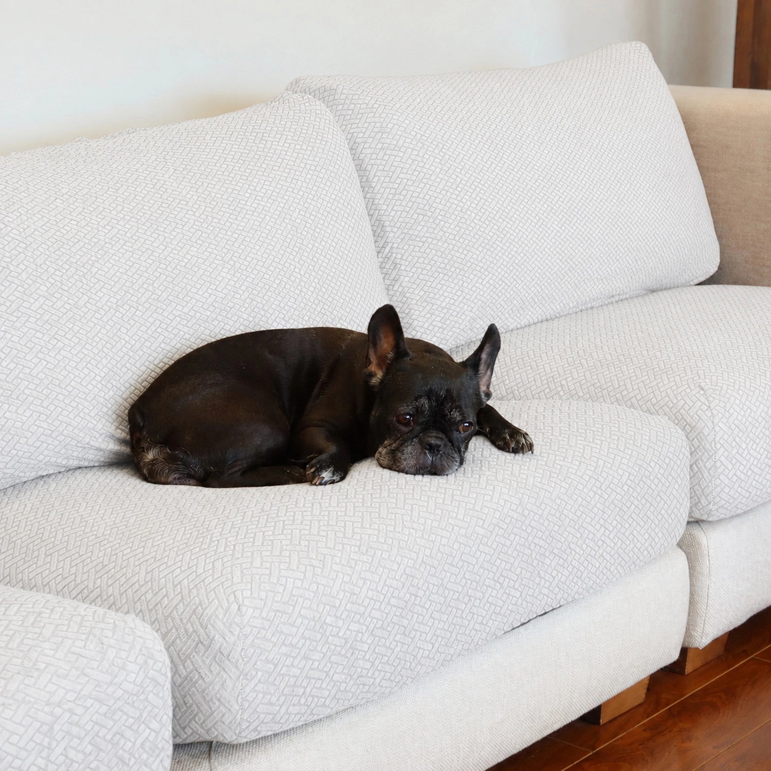 [td-color:blanco] funda cubre sofa familias con mascota