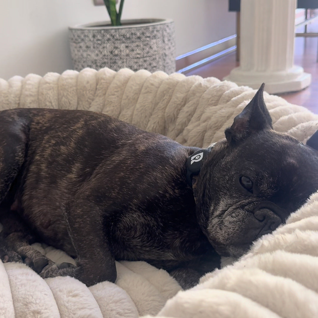 Luxury Edition: Cama Anti-Estrés THE DOGS