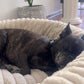 Luxury Edition: Cama Anti-Estrés THE DOGS