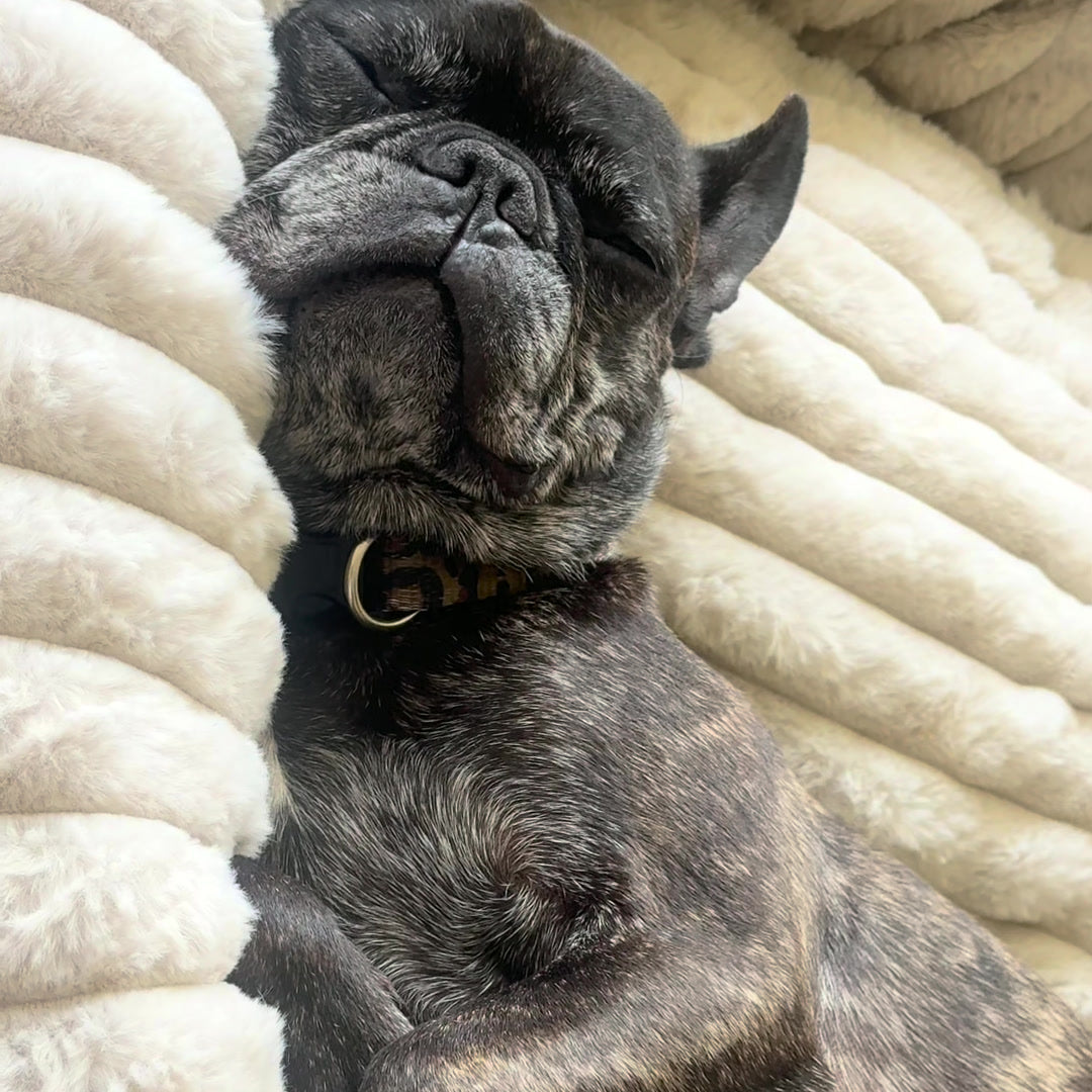 Luxury Edition: Cama Anti-Estrés THE DOGS