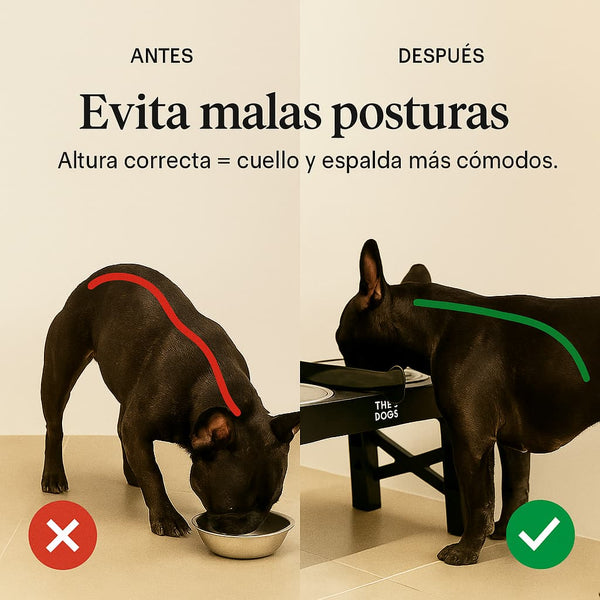 Comedero Elevado THE DOGS — Postura cómoda, piso más limpio.