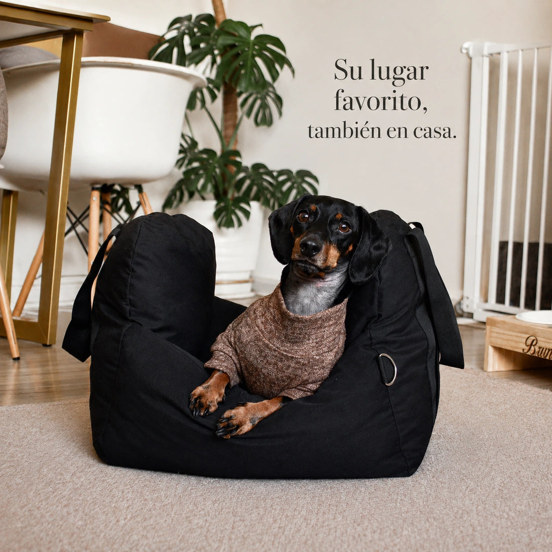 Asiento Primera Clase THE DOGS — Viajes seguros y cómodos