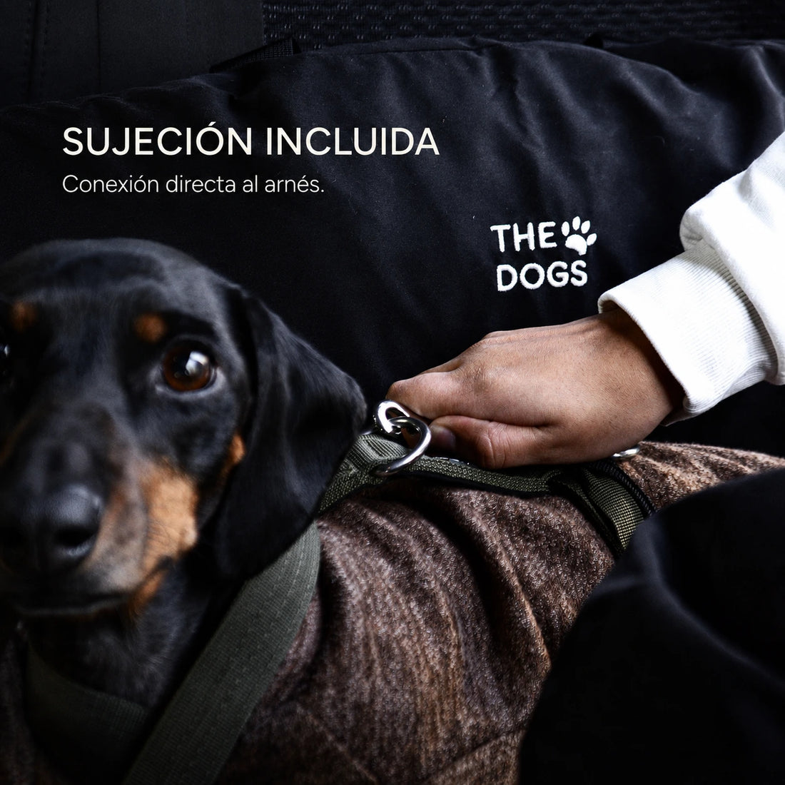 Asiento Primera Clase THE DOGS — Viajes seguros y cómodos