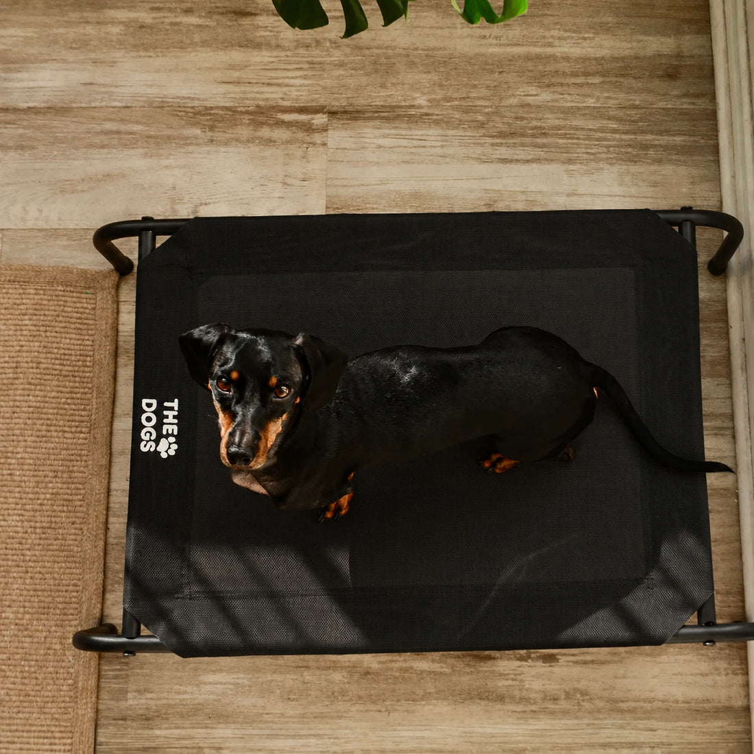 Cama Elevada THE DOGS