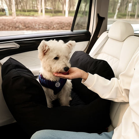 Asiento Primera Clase THE DOGS — Viajes seguros y cómodos