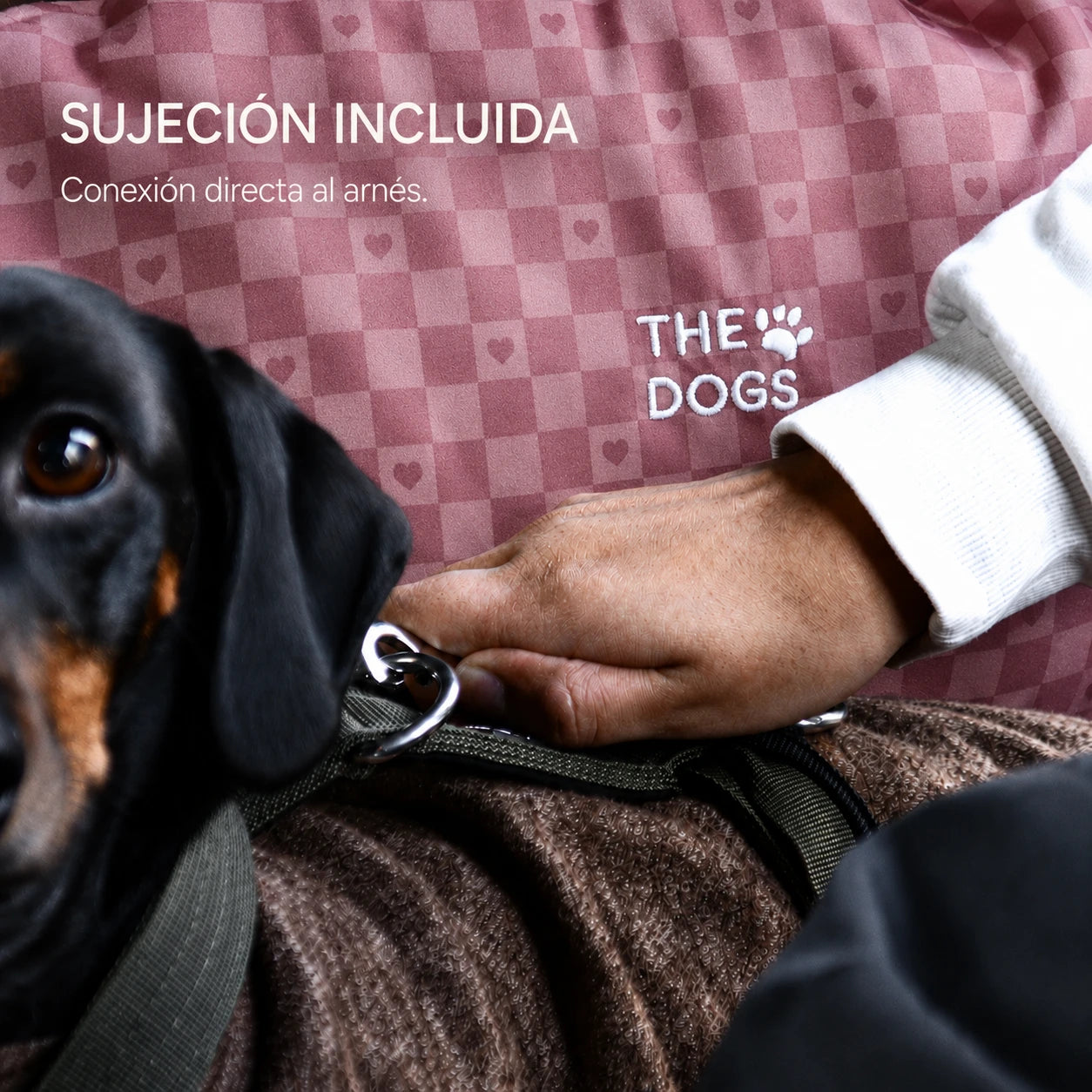 Asiento Primera Clase THE DOGS — Viajes seguros y cómodos