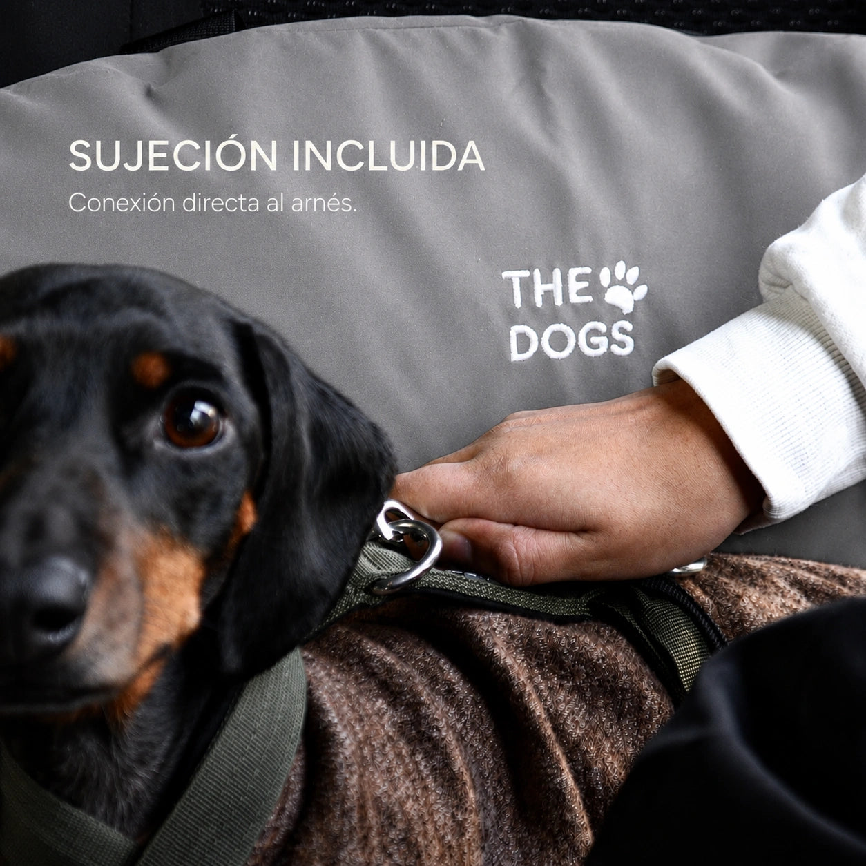 Asiento Primera Clase THE DOGS — Viajes seguros y cómodos