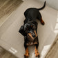 Cama Elevada THE DOGS