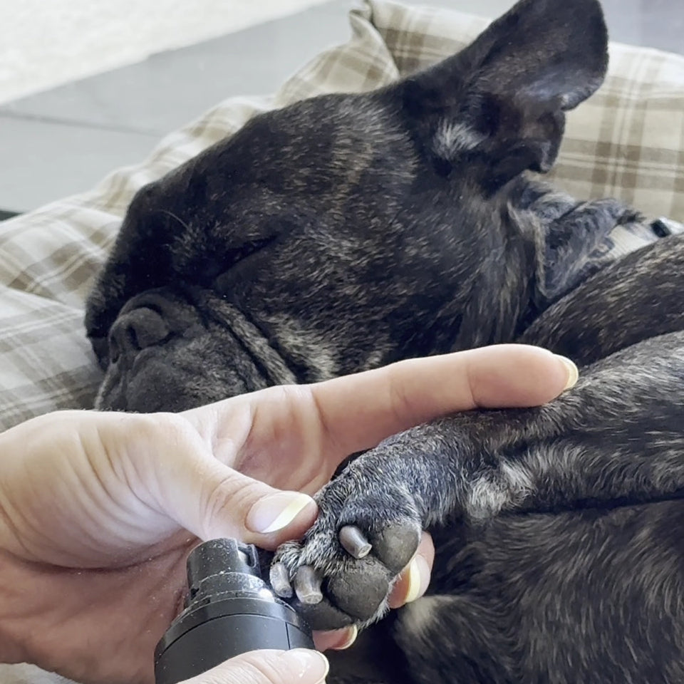 Perro adaptándose paso a paso al limador de uñas THE DOGS NAILS con refuerzo positivo y sesiones cortas