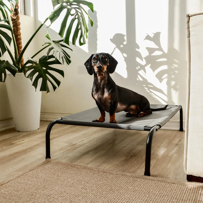 Cama Elevada THE DOGS
