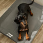 Cama Elevada THE DOGS