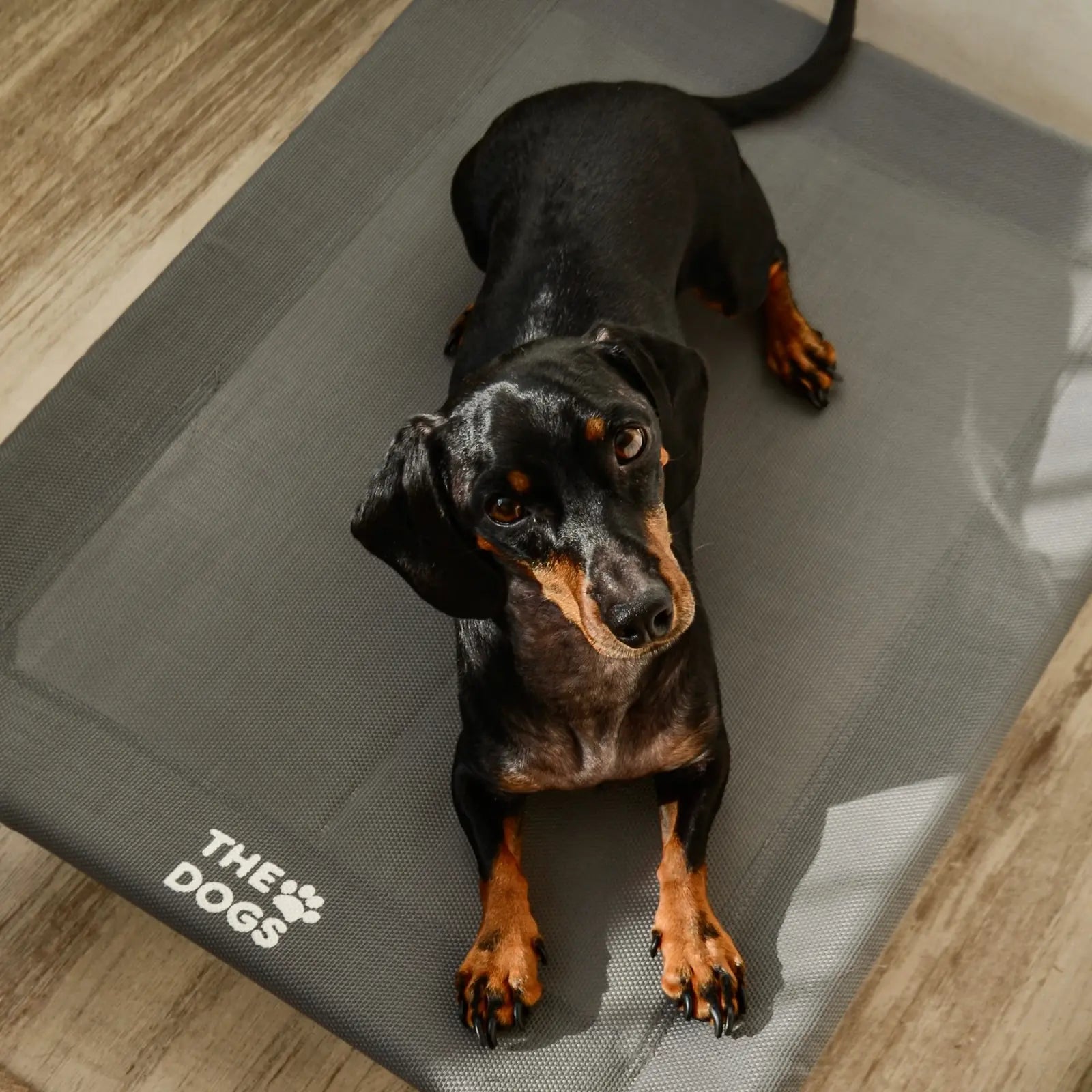 Cama Elevada THE DOGS
