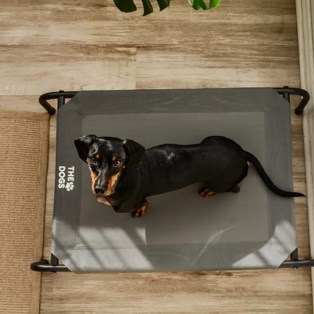 Cama Elevada THE DOGS