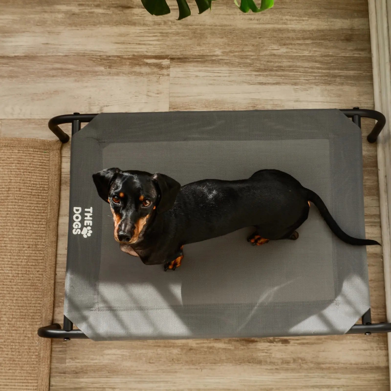 Cama Elevada THE DOGS