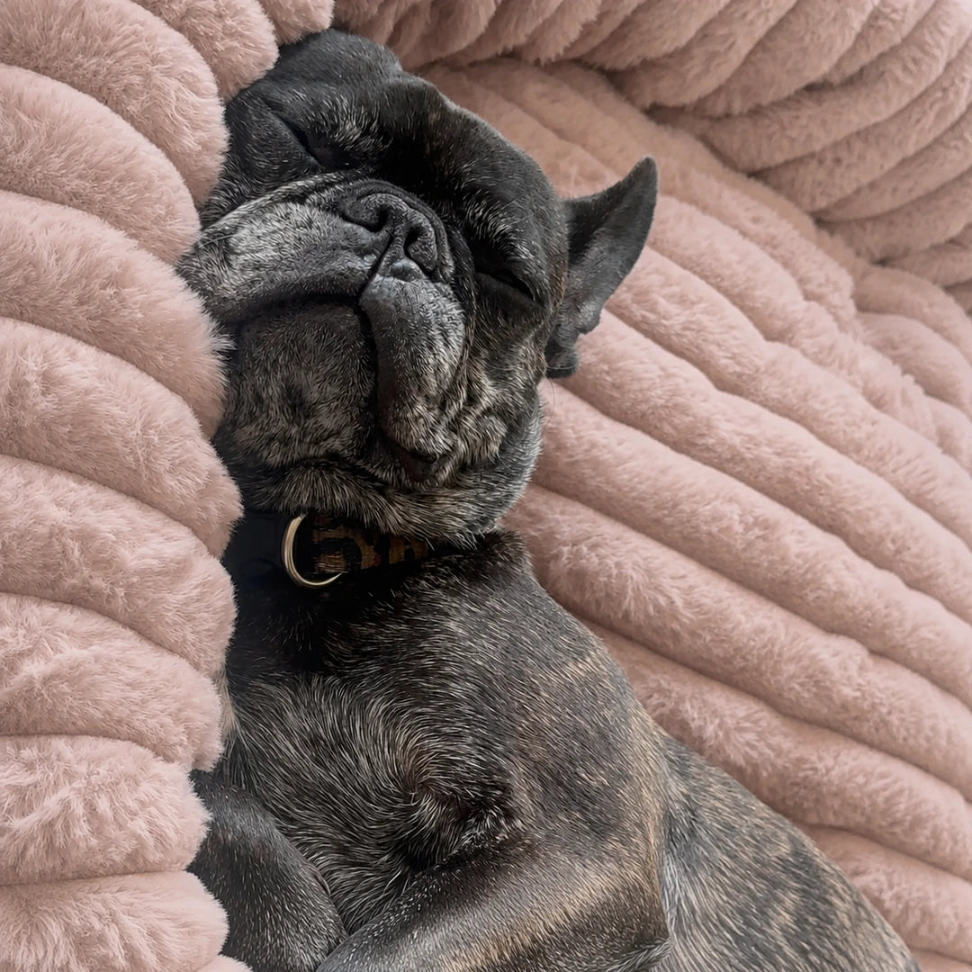 Luxury Edition: Cama Anti-Estrés THE DOGS