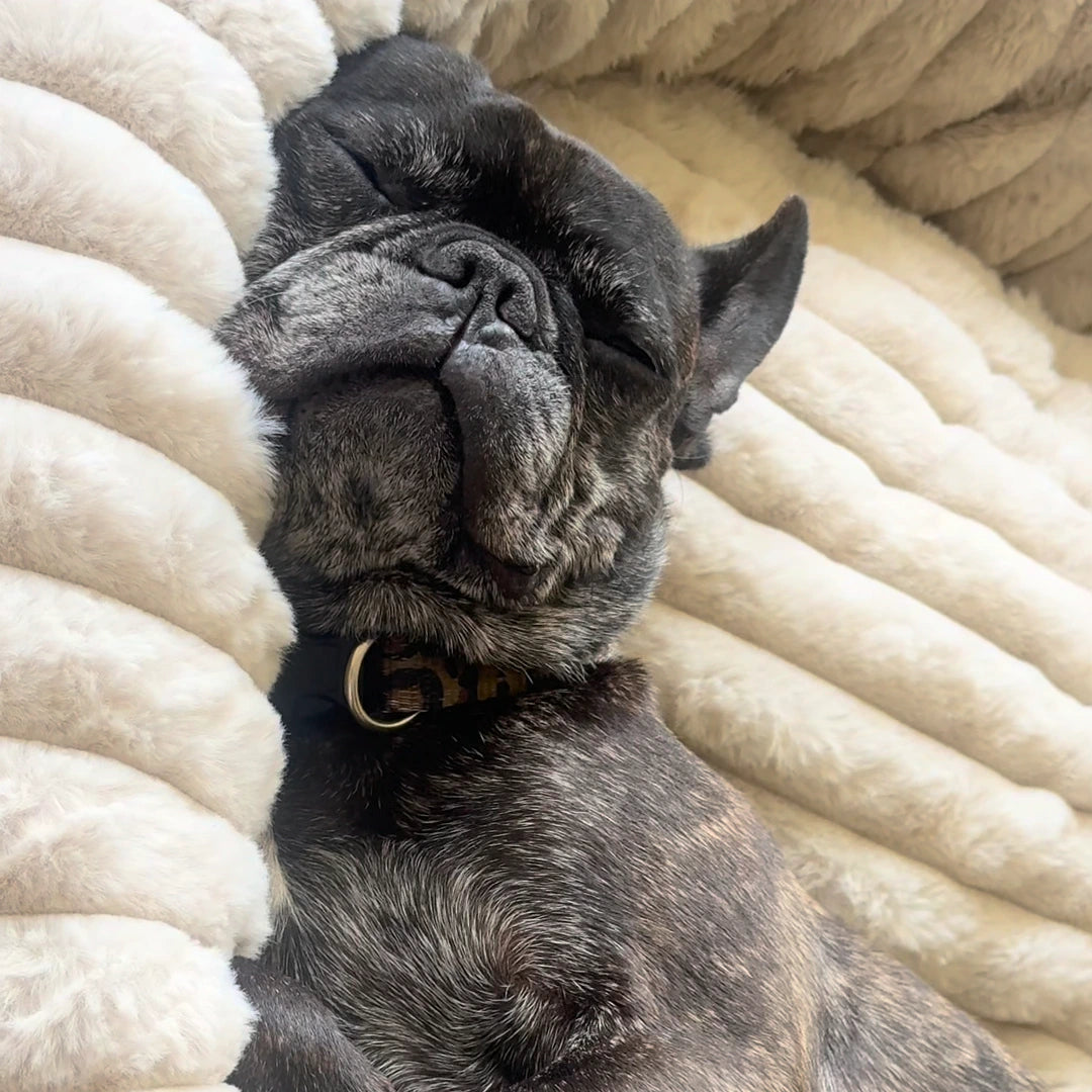 Luxury Edition: Cama Anti-Estrés THE DOGS