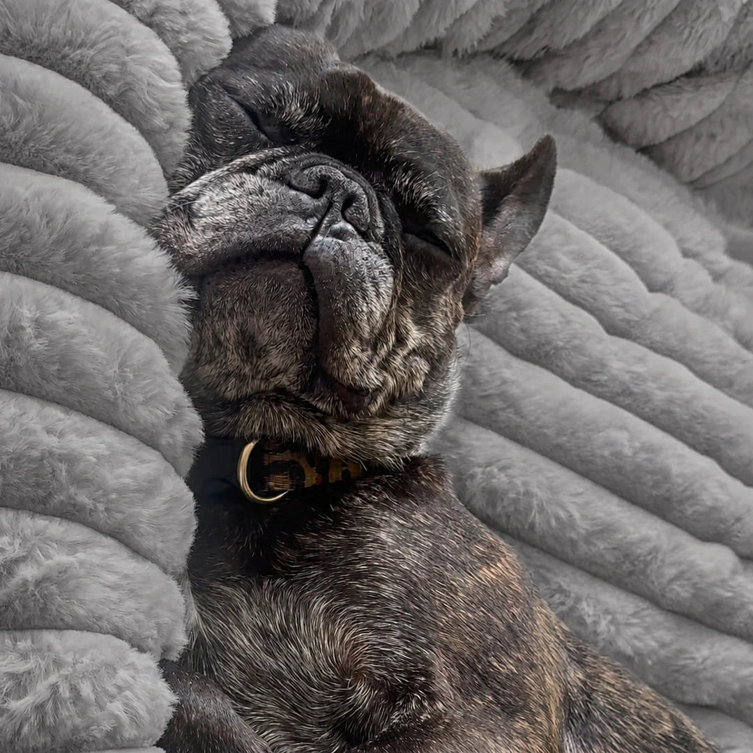Luxury Edition: Cama Anti-Estrés THE DOGS