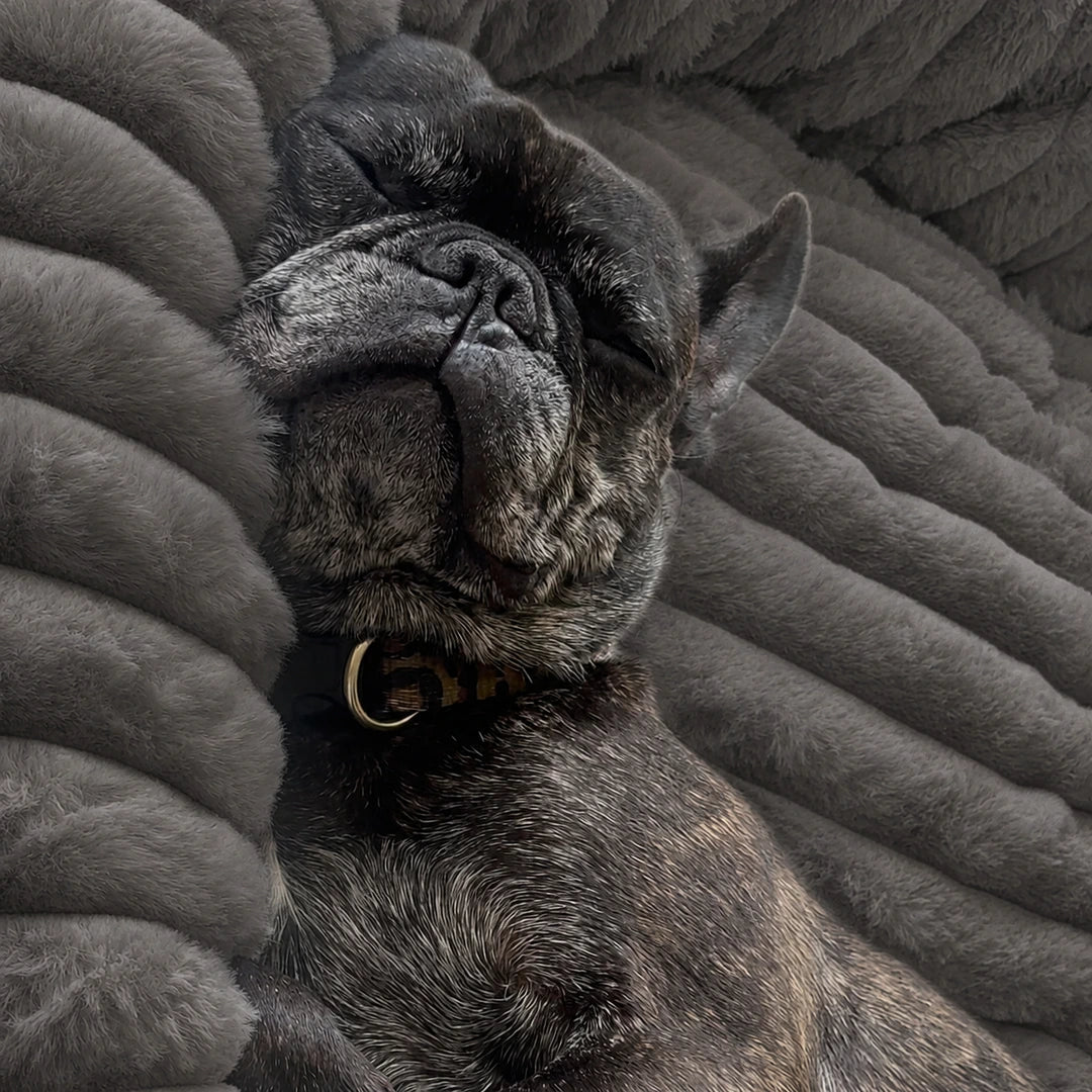 Luxury Edition: Cama Anti-Estrés THE DOGS