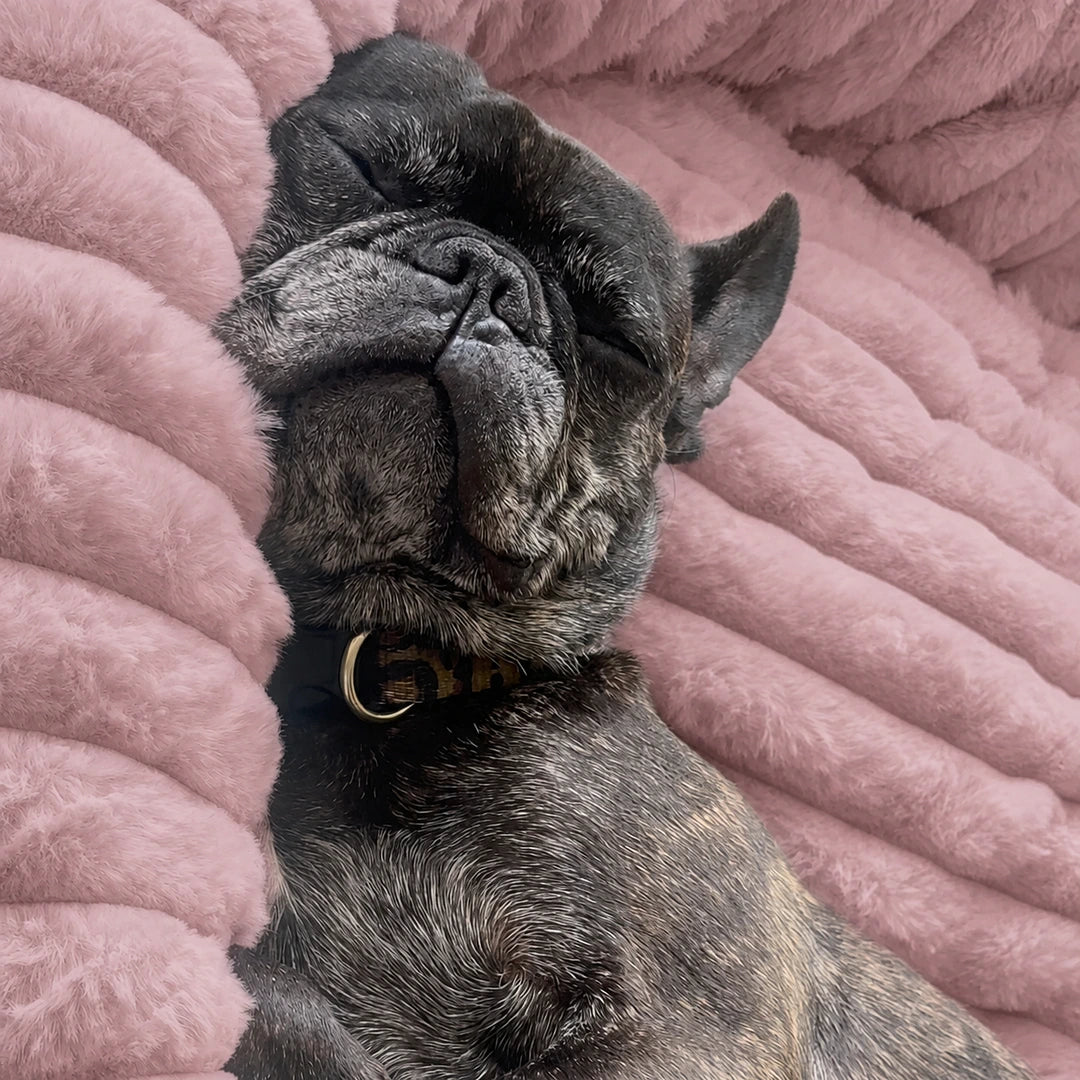Luxury Edition: Cama Anti-Estrés THE DOGS