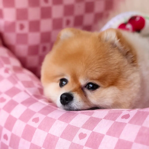 Asiento Primera Clase THE DOGS — Viajes seguros y cómodos