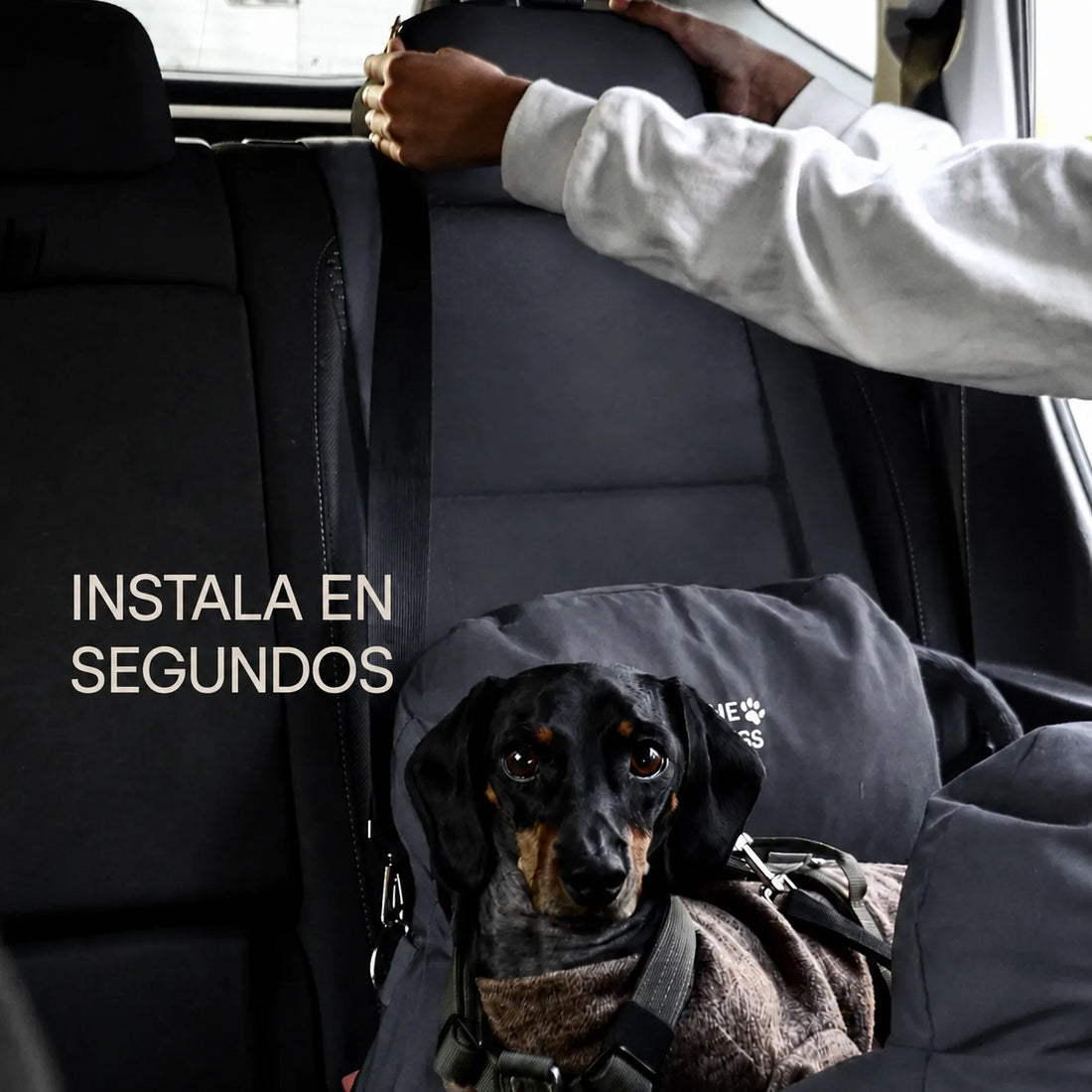 Asiento Primera Clase THE DOGS — Viajes seguros y cómodos