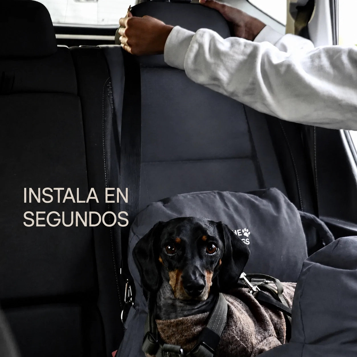 Asiento Primera Clase THE DOGS — Viajes seguros y cómodos