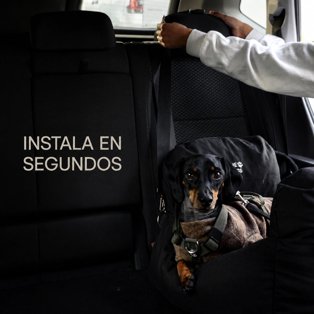 Asiento Primera Clase THE DOGS — Viajes seguros y cómodos