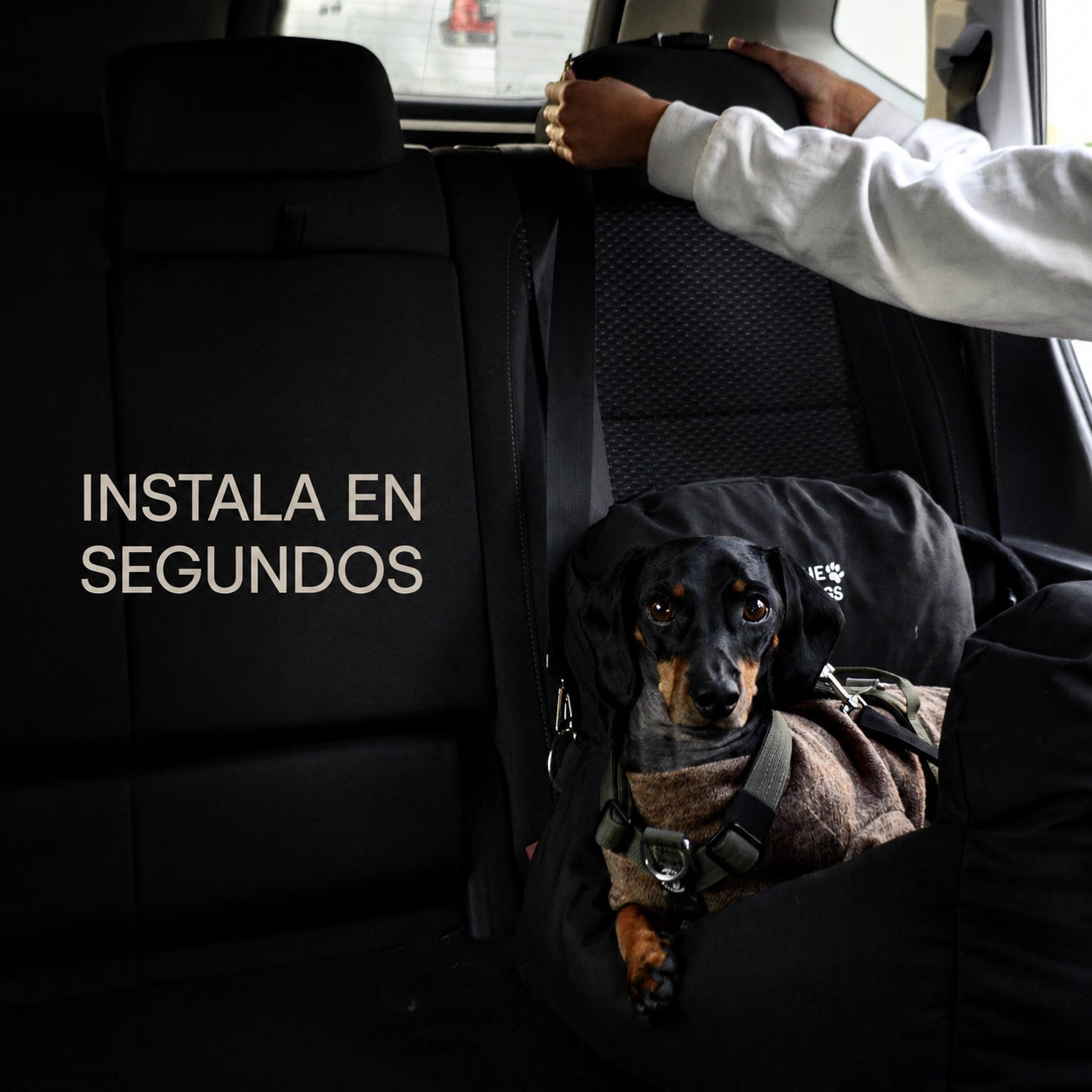 Asiento Primera Clase THE DOGS — Viajes seguros y cómodos