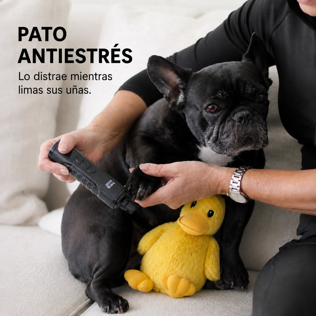 Bulldog francés con el Pato Antiestrés mientras le liman las uñas con THE DOGS NAILS