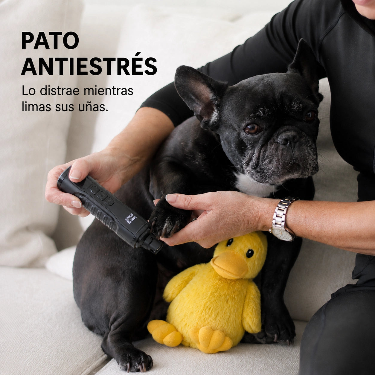 Bulldog francés con el Pato Antiestrés mientras le liman las uñas con THE DOGS NAILS