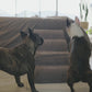 Rampa Pendiente Suave THE DOGS